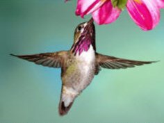 Hummingbirds For Mom