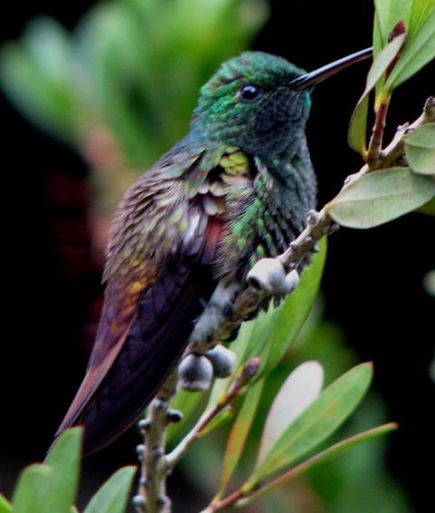 blue_tailed_hummingbird.jpg