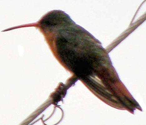 cinnamon_hummingbird.jpg